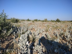 Convolvulus persicus
