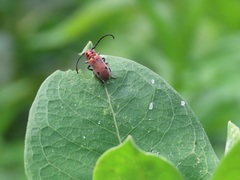 Tetraopes tetrophthalmus