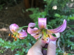 Lilium kelloggii