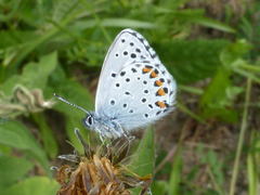 Pseudophilotes baton