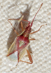 Harmostes angustatus