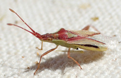 Harmostes angustatus