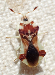 Phymata pacifica