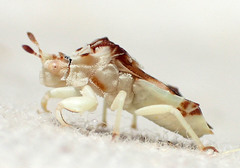 Phymata pacifica