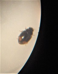 Nephus binaevatus