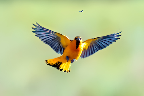 Bullock's Oriole, photo 4 of 9