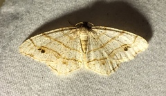 Trigrammia quadrinotaria