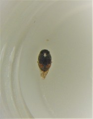 Nephus binaevatus