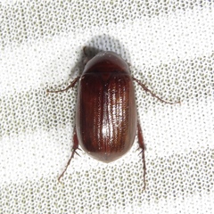 Serica atracapilla