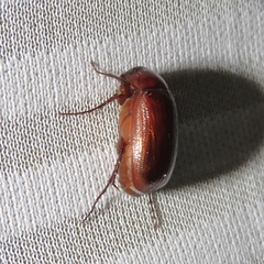 Serica atracapilla