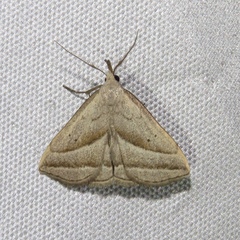 Macrochilo absorptalis