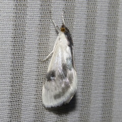 Cliniodes ostreonalis