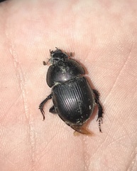 Geotrupes splendidus