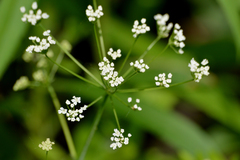 Perideridia americana