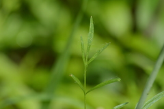 Perideridia americana