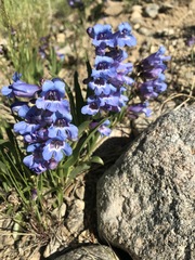 Penstemon glaber