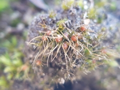 Pleuridium subulatum