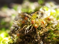 Pleuridium subulatum