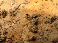 Helophorinae