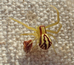 Mecaphesa schlingeri