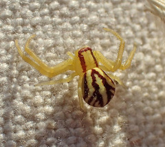 Mecaphesa schlingeri