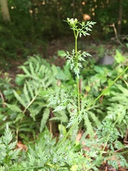 Aethusa