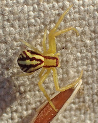 Mecaphesa schlingeri