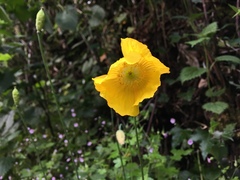 Papaver cambricum