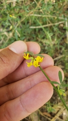 Acmispon glaber glaber