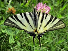 Iphiclides podalirius