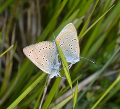 Lycaena hippothoe italica