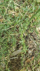 Acmispon glaber glaber