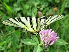 Iphiclides podalirius
