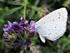 Celastrina argiolus