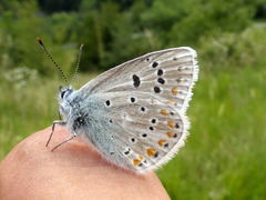 Polyommatus dorylas