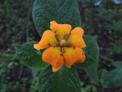 Sphinctanthus aurantiacus