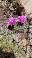 Mammillaria wrightii wilcoxii