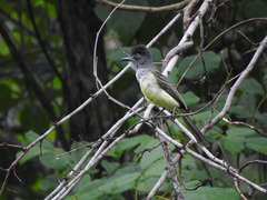 Myiarchus phaeocephalus