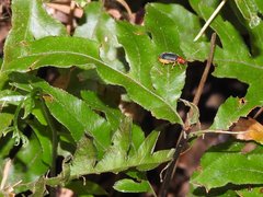 Trichobalya bowringii