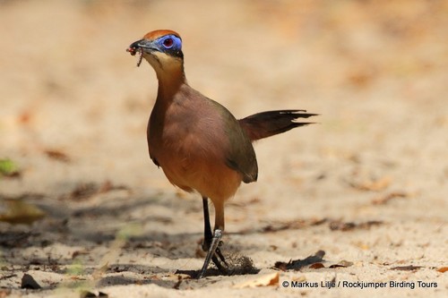 Red-capped Coua