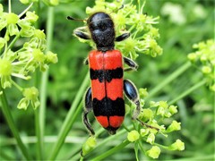 Trichodes crabroniformis