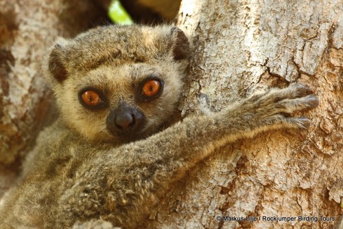 Lorenz Von Liburnau’s Woolly Lemur