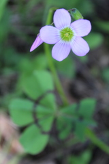 Oxalis nelsonii