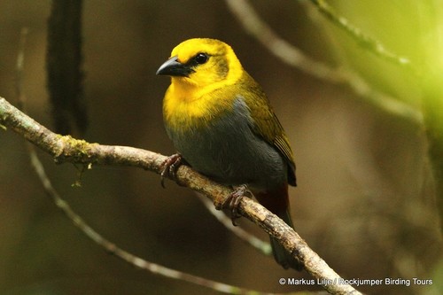 Nelicourvi Weaver