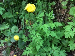 Papaver cambricum
