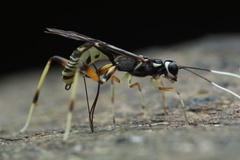Xoridinae