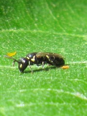 Hylaeus pictipes
