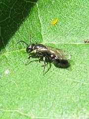 Hylaeus pictipes