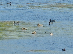 Marmaronetta angustirostris