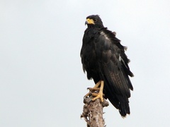 Buteogallus anthracinus